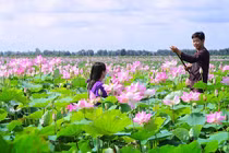 Check-in những đồng sen tuyệt đẹp ở "Đất sen hồng"