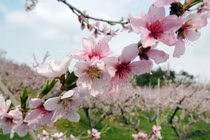 Tuần mới (9/1- 15/1/2022), 3 con giáp kiếm tiền đầy túi, đón Tết đủ đầy