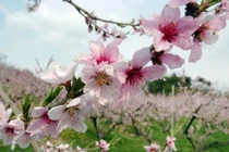 Tuần mới (9/1- 15/1/2022), 3 con giáp kiếm tiền đầy túi, đón Tết đủ đầy