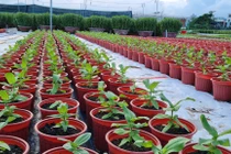 Đà Nẵng: Làng hoa chuẩn bị vào vụ Tết