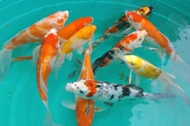 Nuôi loài cá quý tộc, nông dân Hải Phòng bán 4 - 5 triệu đồng/con