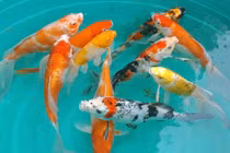 Nuôi loài cá quý tộc, nông dân Hải Phòng bán 4 - 5 triệu đồng/con