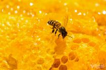 Lên Hà Giang mùa thu hoạch mật ong hoa bạc hà 