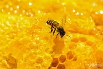 Lên Hà Giang mùa thu hoạch mật ong hoa bạc hà 