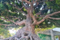 Ngắm loài cây “tứ quý” khiến đại gia chi tiền tỷ săn lùng