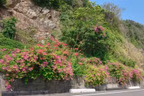 Đà Nẵng chi 8 tỷ đồng trồng cây xanh tạo bản sắc riêng cho bán đảo Sơn Trà