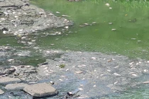 Đà Nẵng: Cá chết trắng kênh cạnh trạm xử lý nước thải