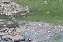 Đà Nẵng: Cá chết trắng kênh cạnh trạm xử lý nước thải