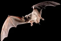 Dơi Brazil -loài vật nhanh nhất trên hành tinh 