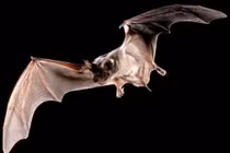 Dơi Brazil -loài vật nhanh nhất trên hành tinh 