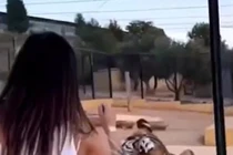 Chết khiếp vì màn thể hiện tình cảm của con hổ với cô gái