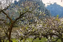 Chạy marathon ở Mộc Châu giữa mùa hoa mận nở, nhiều trải nghiệm