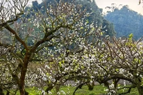 Chạy marathon ở Mộc Châu giữa mùa hoa mận nở, nhiều trải nghiệm