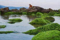 Ghềnh đá Nam Ô mùa rêu- điểm check-in cực hot 