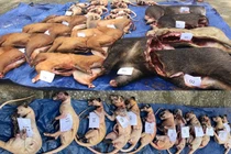 Quảng Nam: Phát hiện vụ vận chuyển động vật rừng trái phép cực lớn