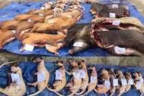 Quảng Nam: Phát hiện vụ vận chuyển động vật rừng trái phép cực lớn