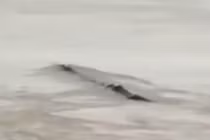 Sự thật về “thủy quái” bơi trên sông khiến nhiều người ngã ngửa