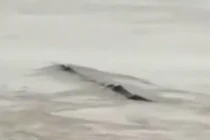 Sự thật về “thủy quái” bơi trên sông khiến nhiều người ngã ngửa