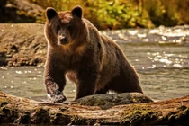 Nam du khách bất chấp tính mạng lao lên chụp ảnh gấu xám