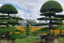 Ngắm loạt bonsai “phong thủy” trong nhóm Tứ linh khiến nhiều người săn lùng