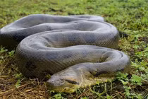 Tận mục loài trăn quái vật to nhất thế giới, thân như lốp xe