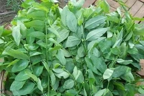 Mẹo để rau ngót 10 ngày vẫn tươi, giữ nguyên dưỡng chất