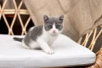 6 cách dụ mèo ngủ trong ổ 