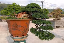 Hơn 3.000 tác phẩm sẽ tham gia Triển lãm sinh vật cảnh tại Quy Nhơn