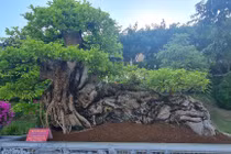 Mê mẩn cây quăng bonsai dáng “ngọa hổ linh sơn” có 1-0-2
