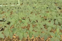 Quảng Nam: Tour đến “làng tỷ phú” trên đỉnh Ngọc Linh có gì hấp dẫn?