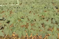 Quảng Nam: Tour đến “làng tỷ phú” trên đỉnh Ngọc Linh có gì hấp dẫn?