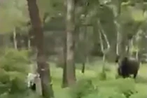 Mạo hiểm vào khu bảo tồn chụp ảnh, người đàn ông bị voi rượt đuổi