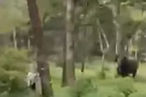 Mạo hiểm vào khu bảo tồn chụp ảnh, người đàn ông bị voi rượt đuổi