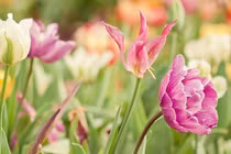 Sang năm 2024, 3 con giáp lật ngược tình thế, vận may rực rỡ