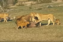 Trâu rừng đáng thương bỏ mạng trước bầy sư tử đói