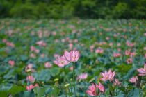 Có gì hấp dẫn ở cánh đồng sen lớn nhất Quảng Nam?