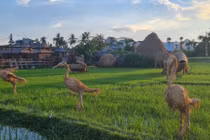 Mê mẩn vườn thú có 1-0-2 giữa “cánh đồng bất tận” ở Hội An