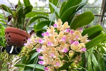 Vườn hoa quý tộc với “dòng đột biến” có giá tới 100 triệu/giò