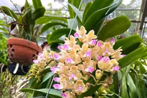 Vườn hoa quý tộc với “dòng đột biến” có giá tới 100 triệu/giò