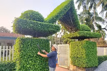 Cách tân 2 cây sanh cổ thụ thành cổng nhà đẹp như phim