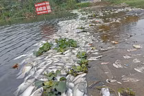 Cá chết trên suối Cổ Đam ở Thanh Hóa do ô nhiễm nguồn nước