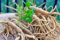 Cây dại xưa là thức ăn chăn nuôi, nay đào rễ bán giá đắt 