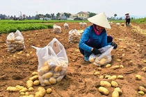 Nông dân được mùa khoai tây, cân ngay tại ruộng đếm tiền liền tay