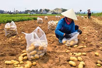 Nông dân được mùa khoai tây, cân ngay tại ruộng đếm tiền liền tay