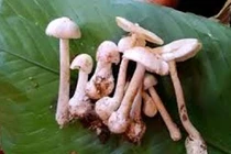 Hai vợ chồng tử vong do ăn phải nấm độc hái trong rừng