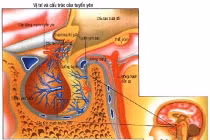 Những điều cần biết về cách điều trị ung thư não