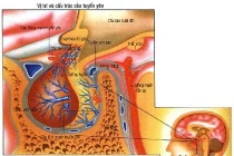 Những điều cần biết về cách điều trị ung thư não