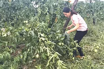 Nông dân khóc ròng vì vườn chanh dây bị phá, thiệt hại hàng trăm triệu đồng