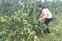 Nông dân khóc ròng vì vườn chanh dây bị phá, thiệt hại hàng trăm triệu đồng