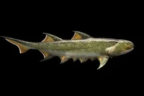 Nóng: Cá mập “quái vật” 455 triệu tuổi là... tổ tiên của loài người?